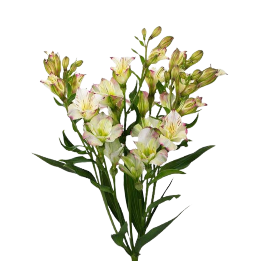 9 Alstromērija Lolea