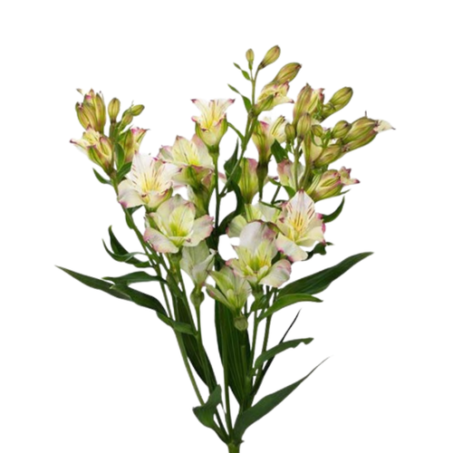 9 Alstromērija Lolea