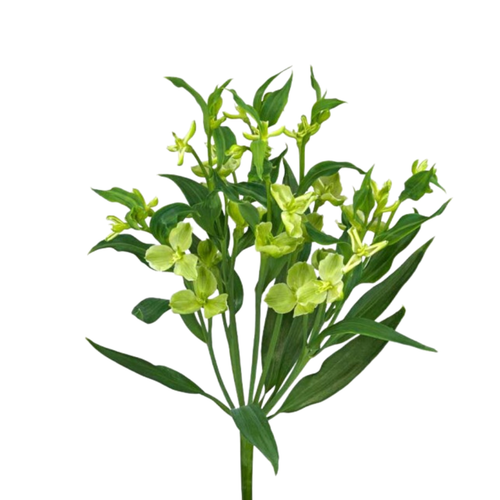 9 Alstromērija Jade