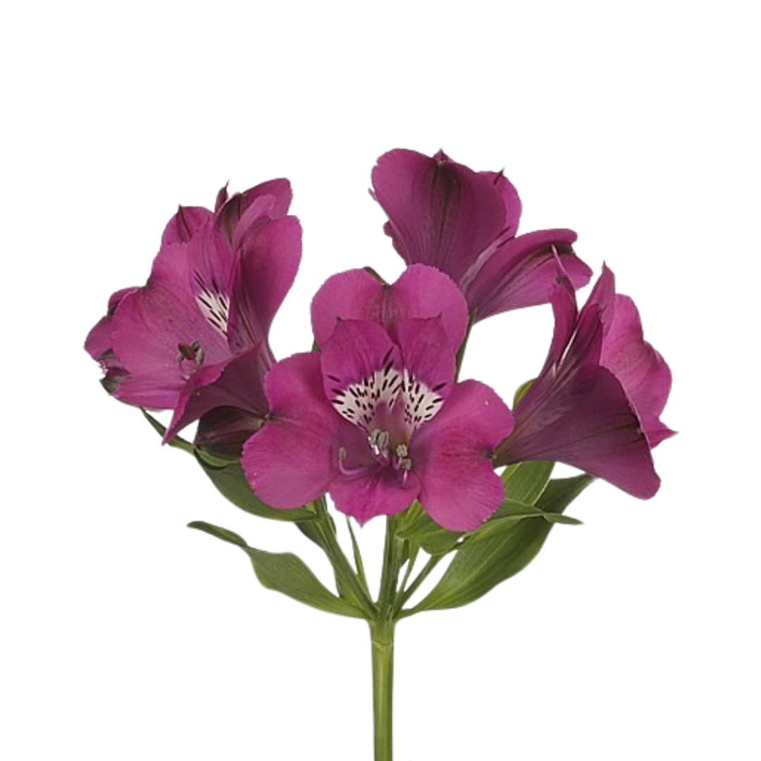 9 Alstromērija Casanova