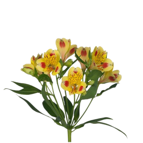 9 Alstromērija Bali