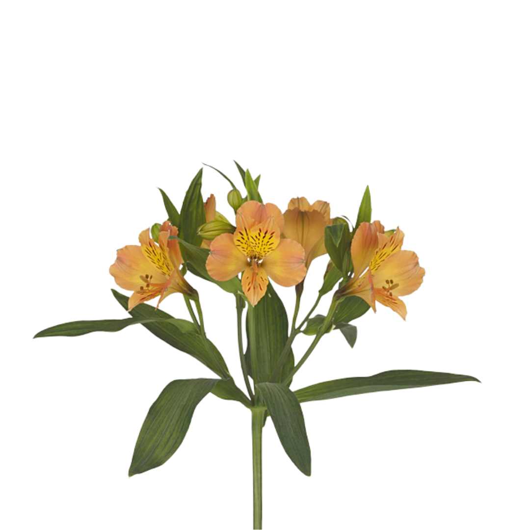 9 Alstromērija Aurora