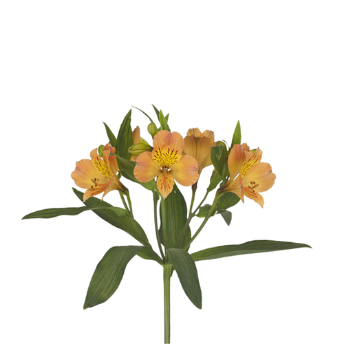 9 Alstromērija Aurora