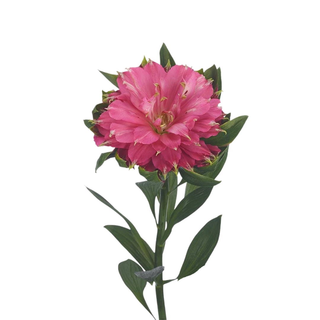 9 Alstromērija Fash Sohiena