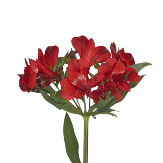 9 Alstromērija Rokstar