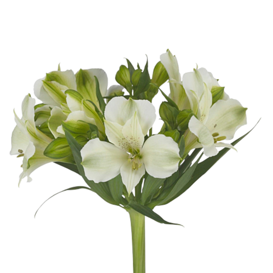 9 Alstromērija Virginia