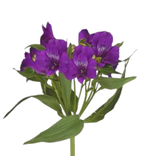 9 Alstromērija Camaro