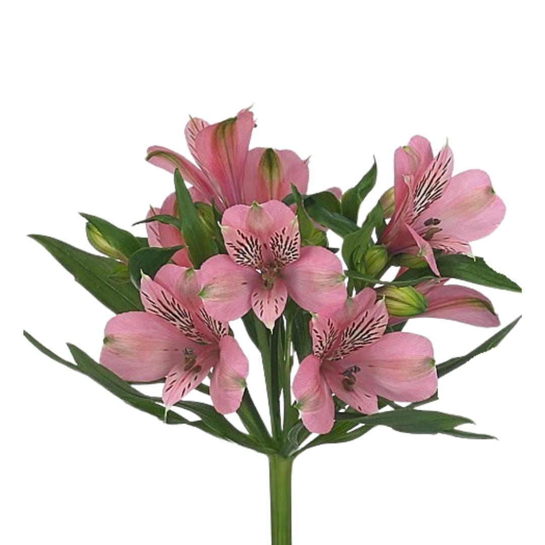 9 Alstromērija Elegance