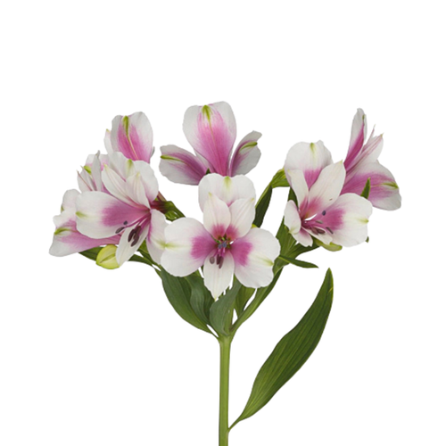 9 Alstromērija Lancaster