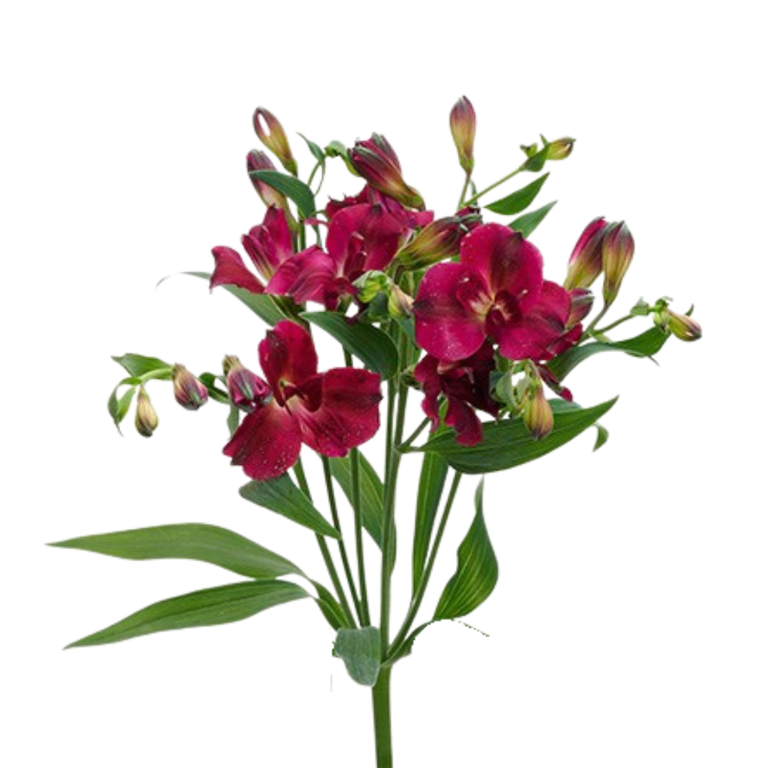 9 Alstromērija Charme Purpl