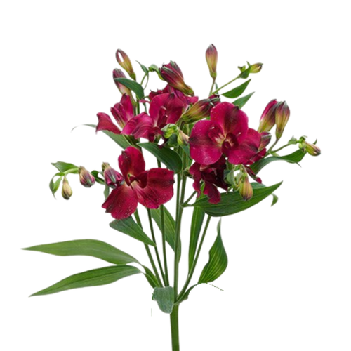 9 Alstromērija Charme Purpl