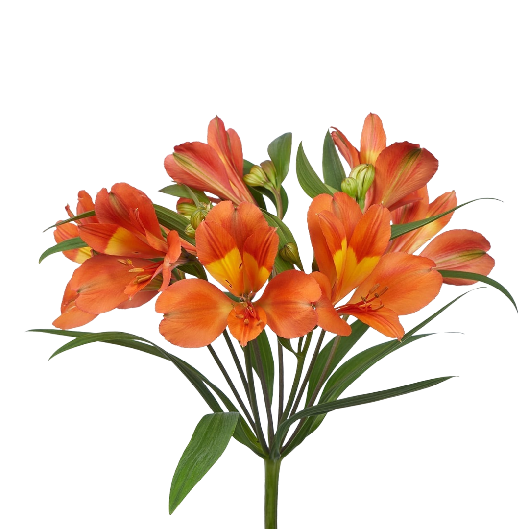 9 Alstromērija Dancing Queen