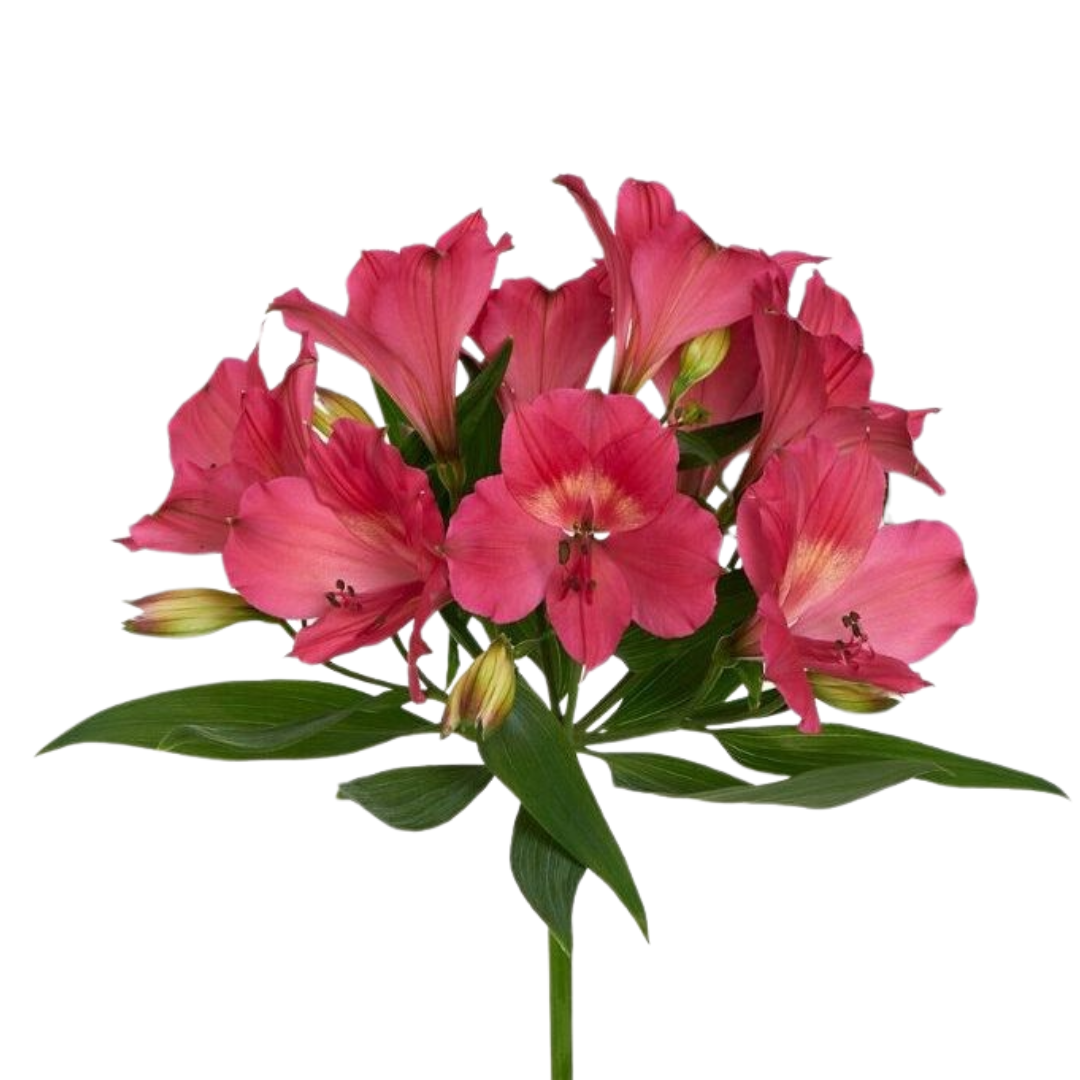 9 Alstromērija Intennz Dark Pink