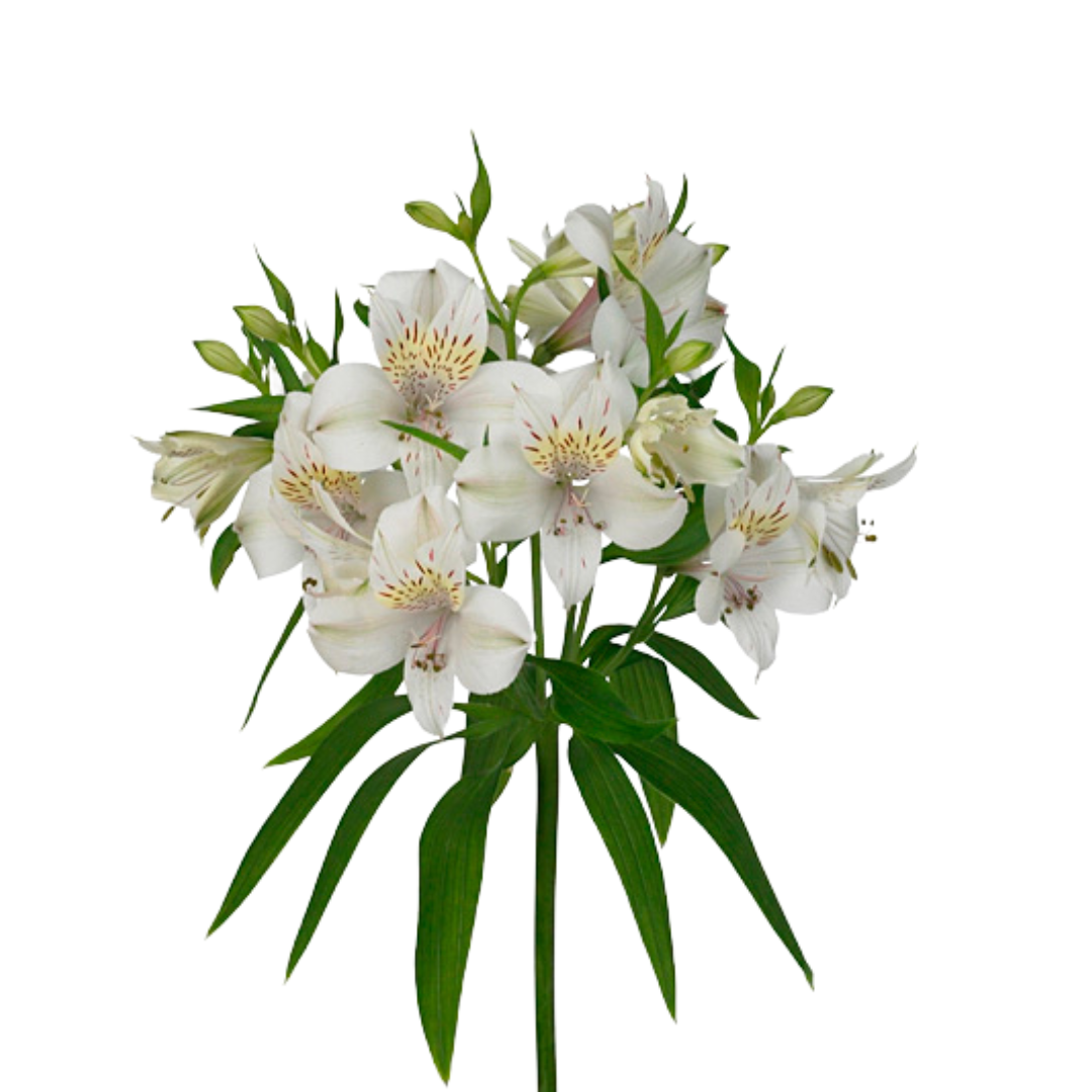 9 Alstromērija ICY Mist