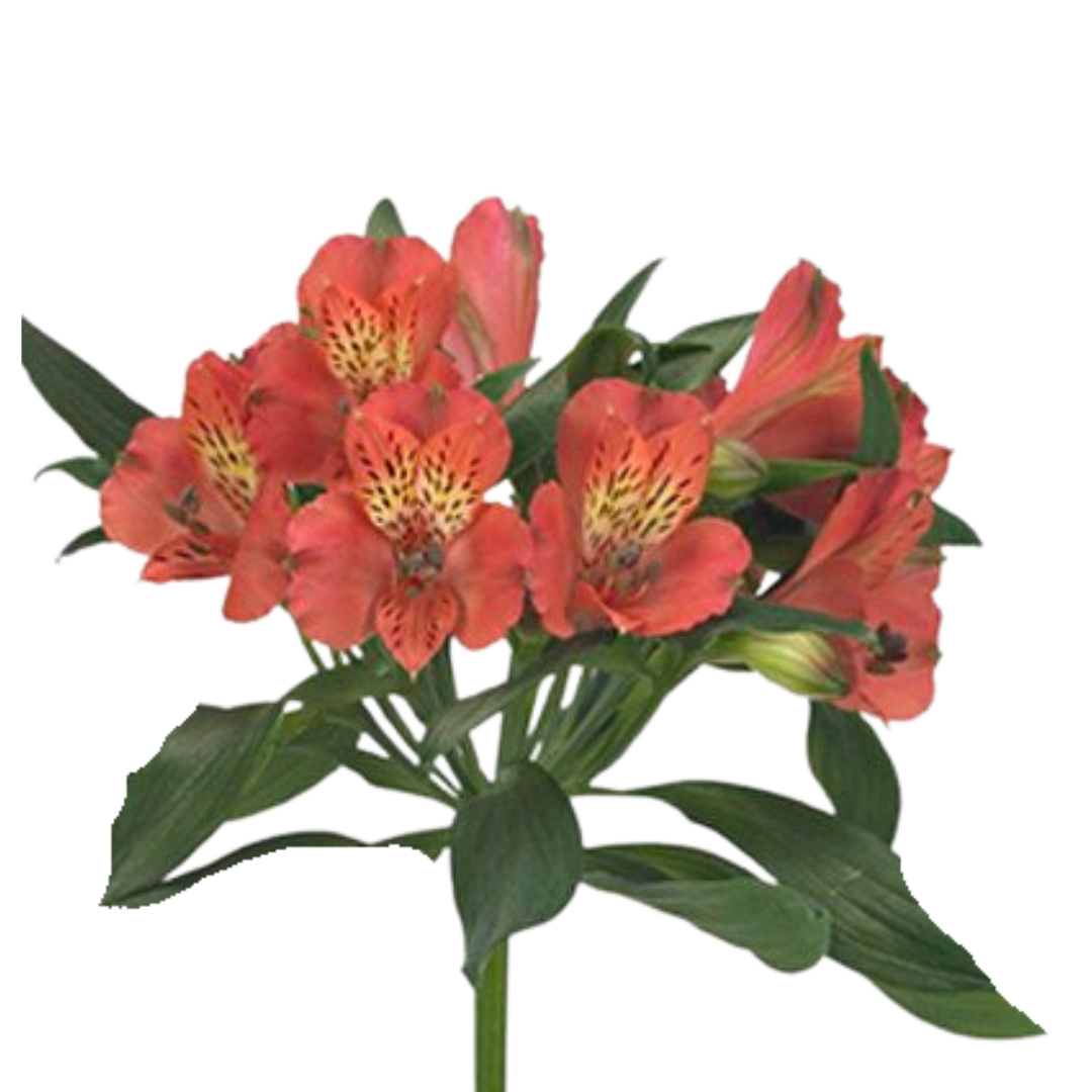 9 Alstromērija Estee