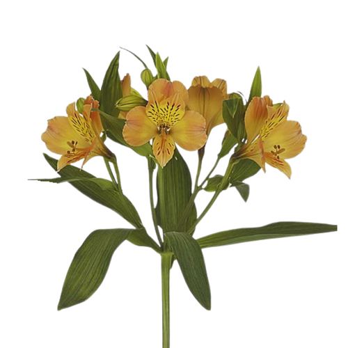 9 Alstromērija Char Apricot