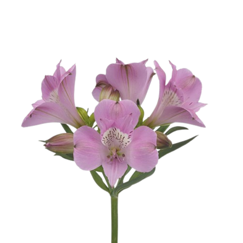 9 Alstromērija Layla