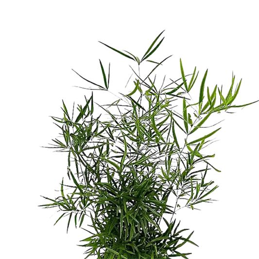 9Sirpjveida asparāgs ‘Falcatus’