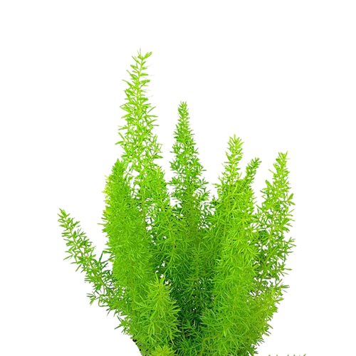 9 Asparāgs Meyeri