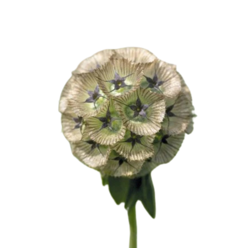 9 Skabioza  Stellata