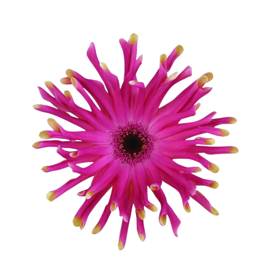 9 Gerbera Pastini Vittorio