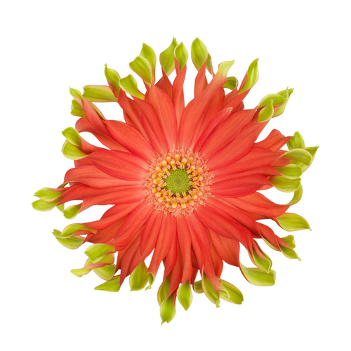 9 Gerbera Pastini Rivell