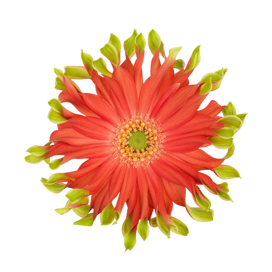 9 Gerbera Pastini Rivell