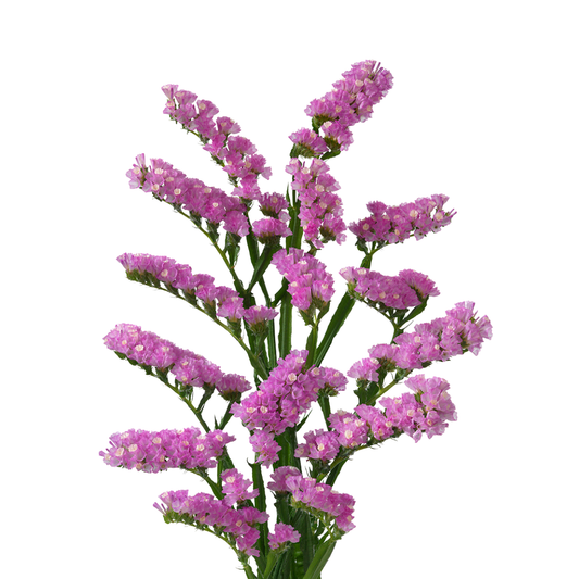 9 Limonija Fantasia Wings