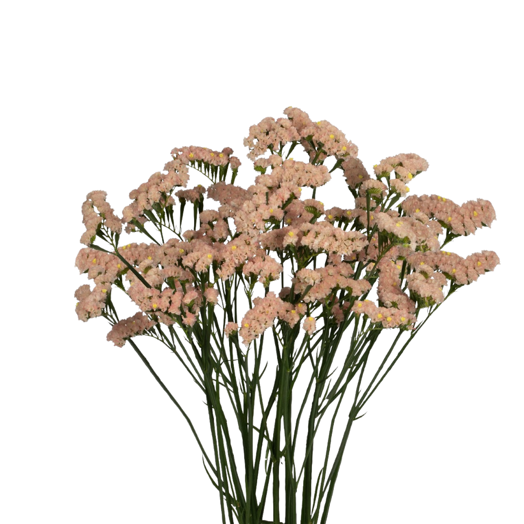 9 Limonija Lucia Apricot+