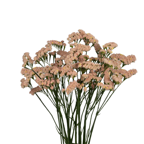 9 Limonija Lucia Apricot+