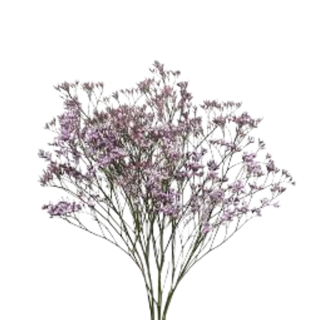 9 Limonija Safora Lilac