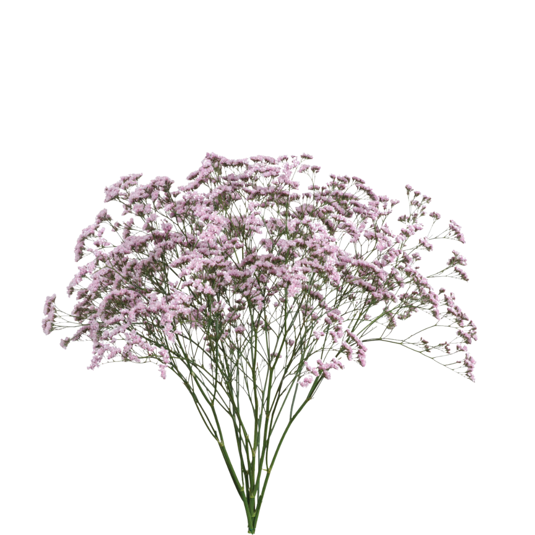 9 Limonija Safora Ohsi Pink