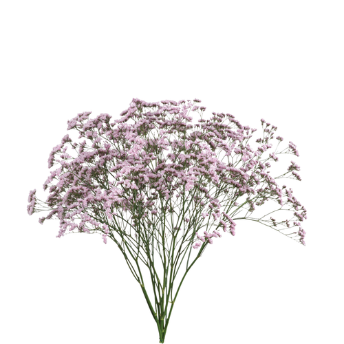 9 Limonija Safora Ohsi Pink