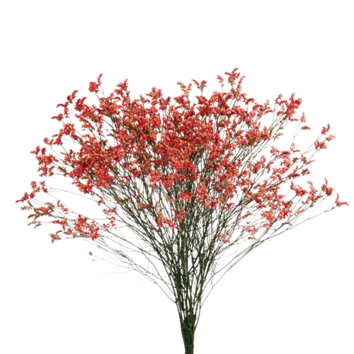 9 Limonija Scarlet Diamond