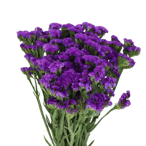 9 Limonija Navy Sun Birds