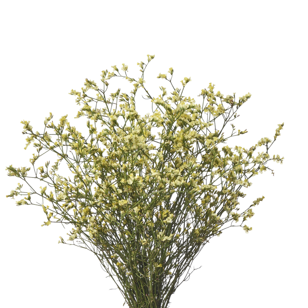 9 Limonija sinense CHINA SUMMER