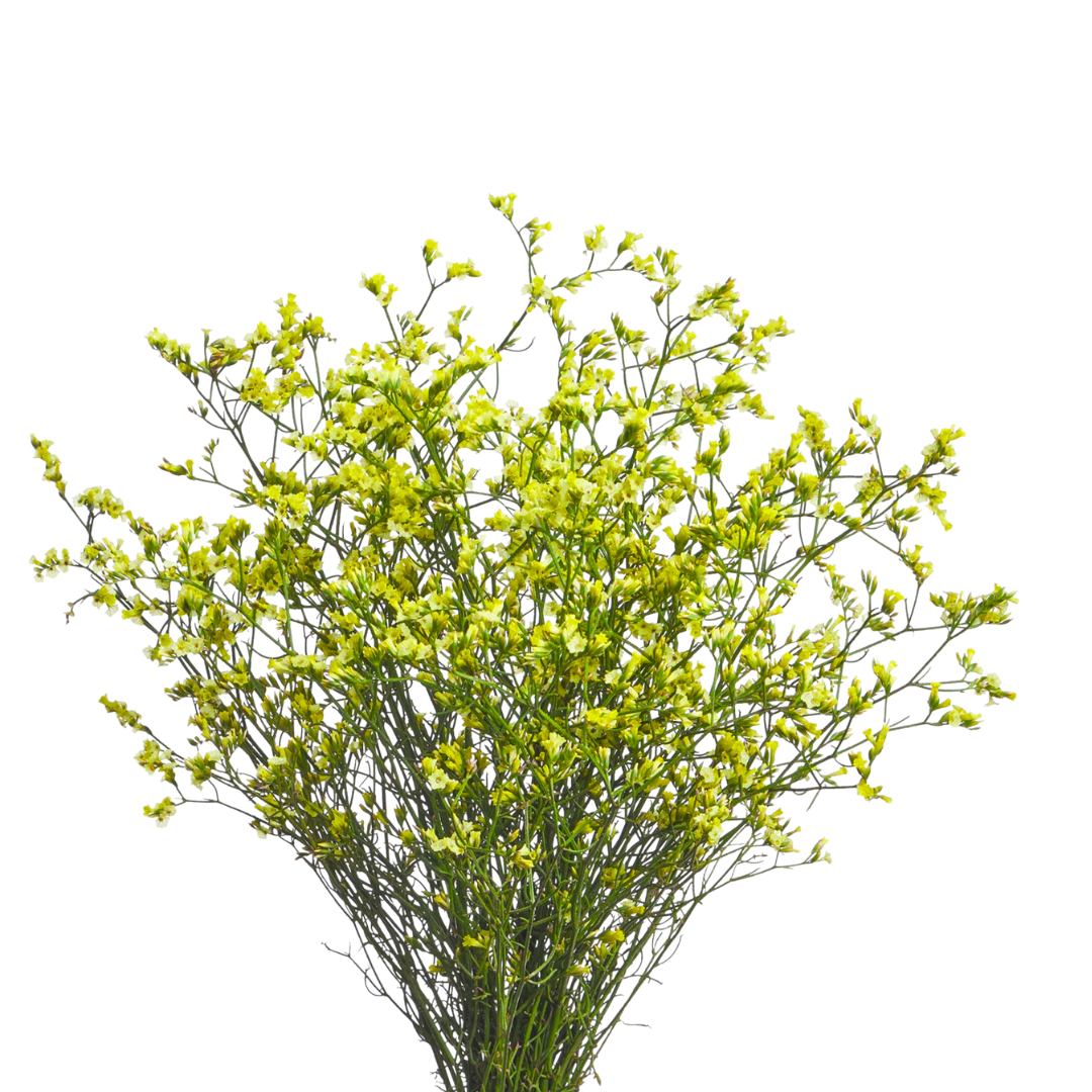 9 Limonija sinense Lemonade