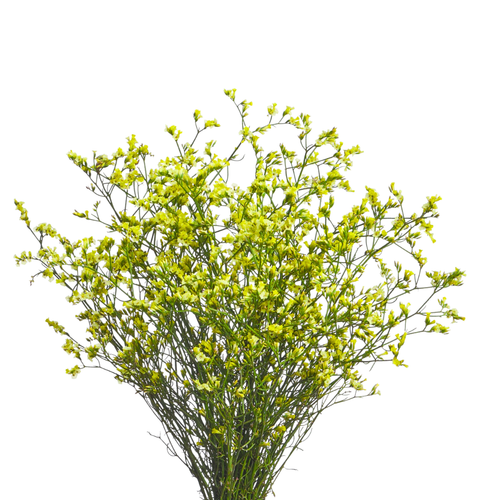 9 Limonija sinense Lemonade