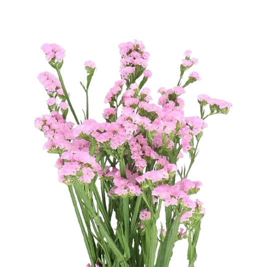 9 Limonija Rosel Sun Birds