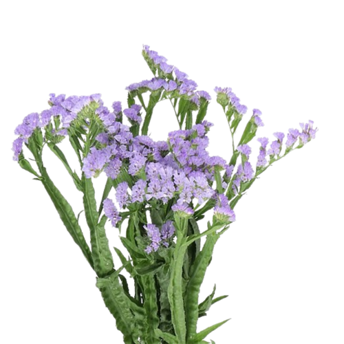 9 Limonija Donau Birds