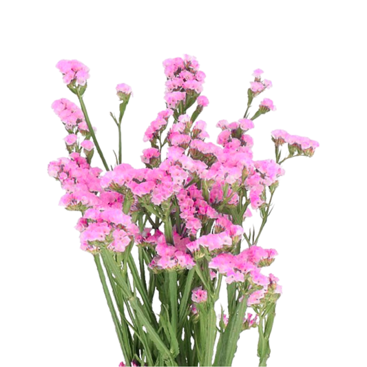 9 Limonija Rosel Sun Birds