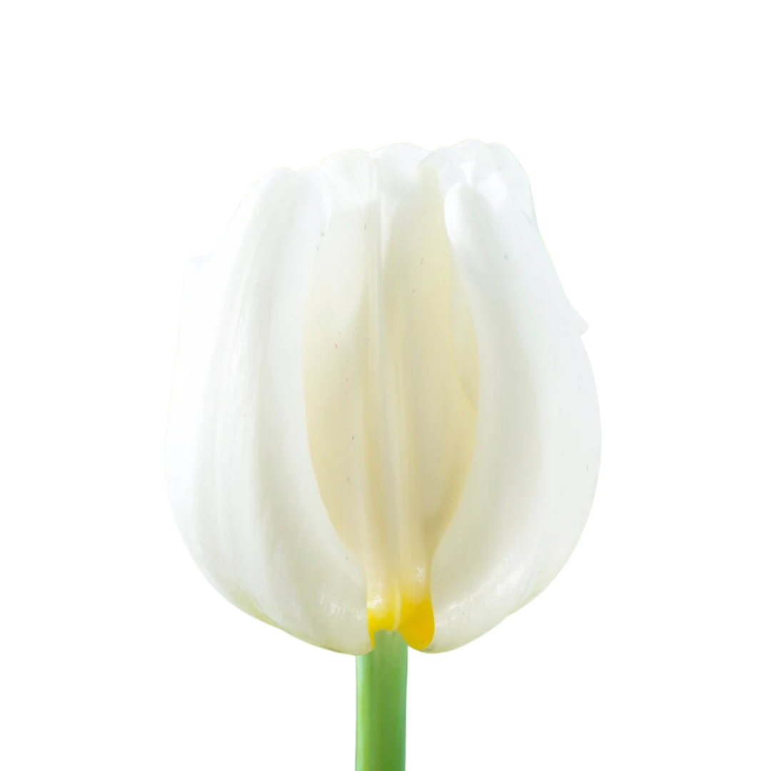 9 Tulpe Antarctica