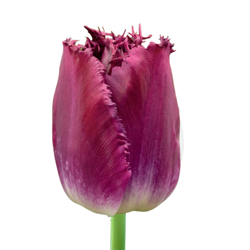 9 Tulpe Purple Crystal