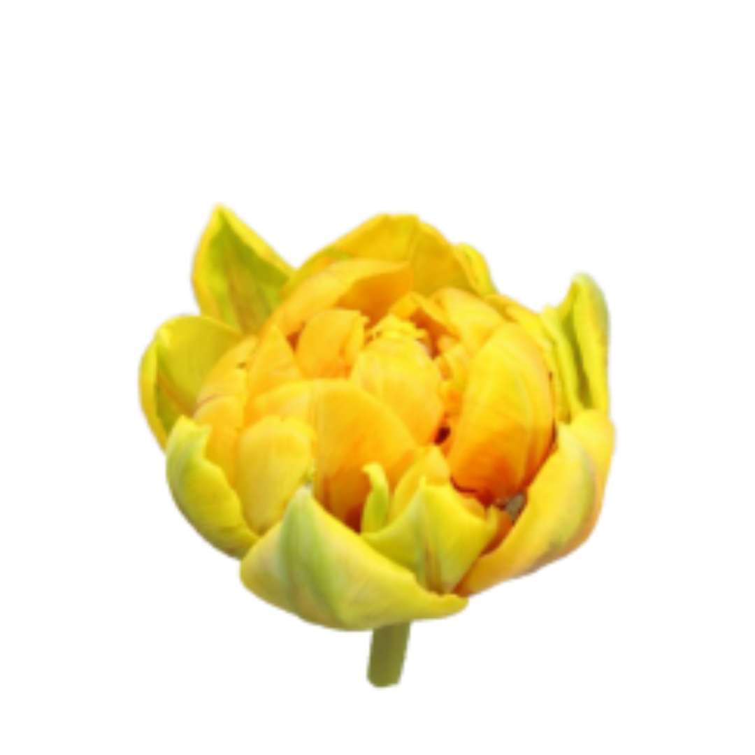 9 Tulpe Du Ov
