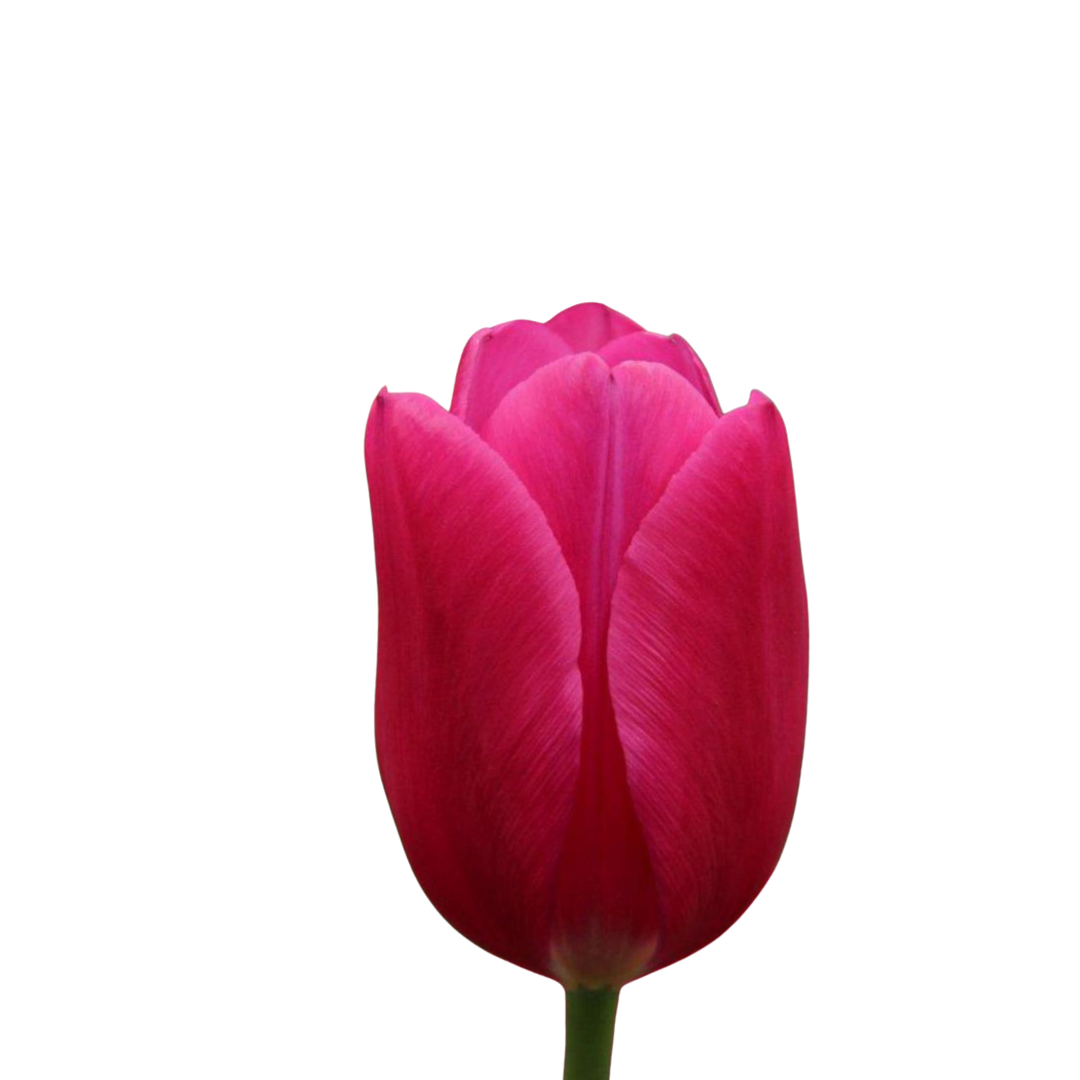 9 Tulpe Pink Ardour