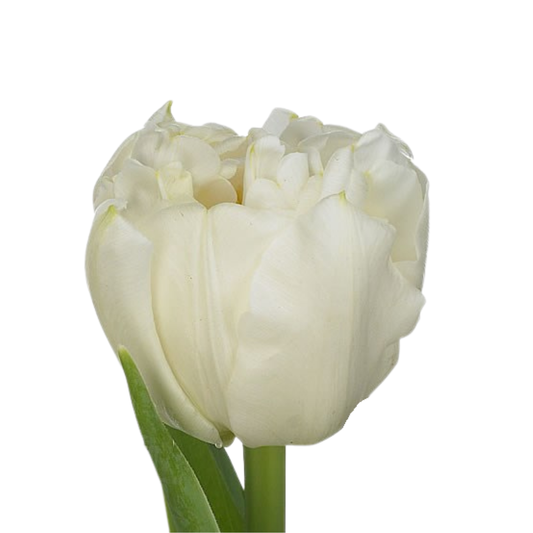 9 Tulpe Tu Du Northcap