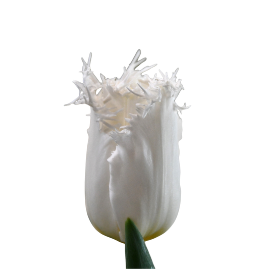 9 Tulpe White Shark