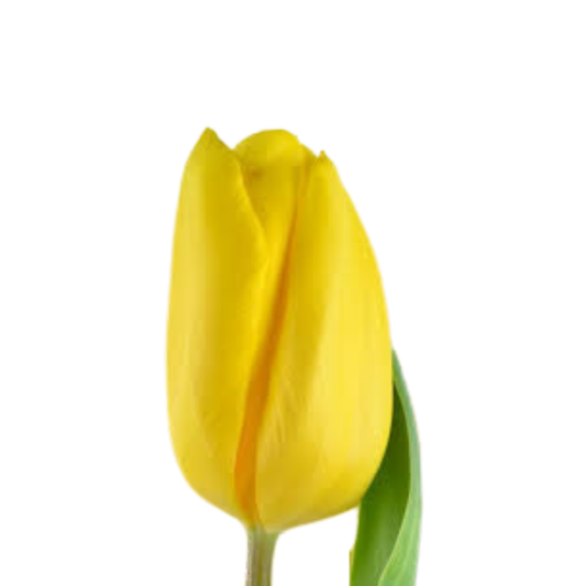 9 Tulpe Strong Gold