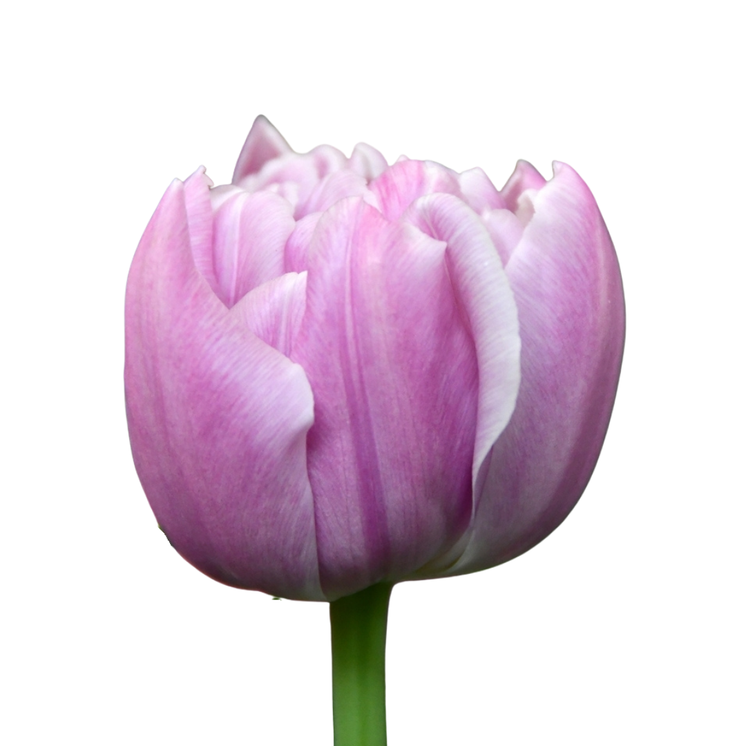 9 Tulpe Katinka