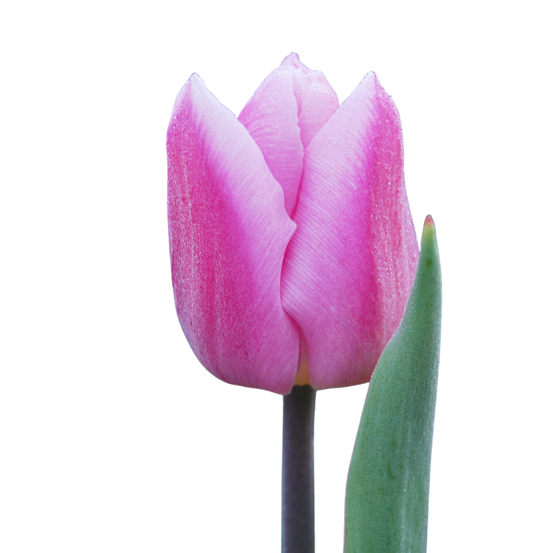 9 Tulpe Aafke